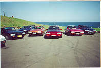 A flock of Cordia Turbo's!